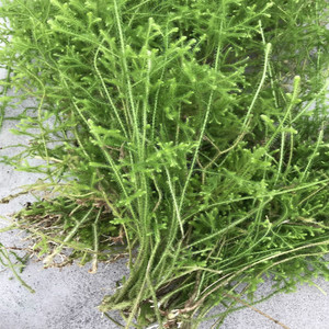 野生草药伸筋草 石松 龙须草 小伸筋 百部伸筋500克带根干品