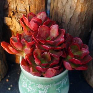 植悟|尼罗河玫瑰 精品多肉 绿植盆栽 新品特价 满包邮