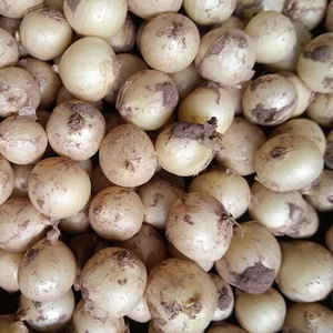3斤装包邮四川新鲜苦藠团葱小根葱野葱头苦茭小洋葱小蒜藠头薤白