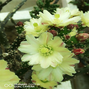 仙缘花卉仙人牡丹团扇鹿角梅开花美仙人球掌多肉植物盆栽阳台对版