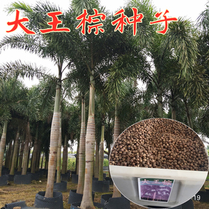 新采大王棕种子大王椰子棕榈树文笔树绿化树种子热带树种