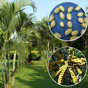 凤尾竹种子散尾葵种子黄椰子种籽凤尾竹紫葵四季盆栽种子花卉垂吊