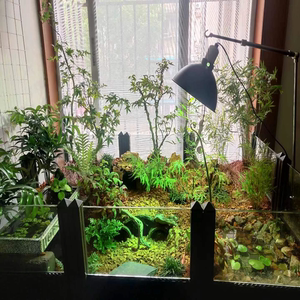 黄缘龟生态水陆龟缸安缘龟饲养环境乌龟缸乌龟箱造景套餐植物垫材