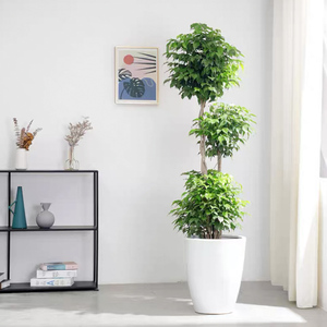 幸福树盆栽大客厅吸甲醛大型绿植室内好养盆栽办公室乔迁之喜禄植