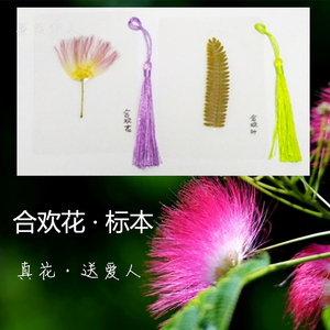 合欢花标本