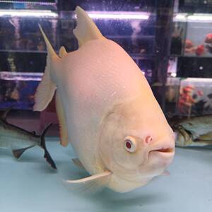 红眼白子银板鱼活体南美淡水白鲳水虎鱼粗线细线大型热带观赏鱼苗