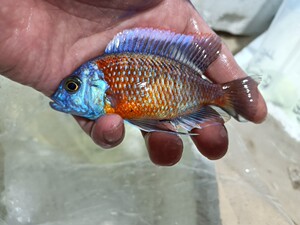 血艳红鱼活体蓝阿里鱼金星维纳斯鱼三湖慈鲷马鲷鱼中型热带观赏鱼