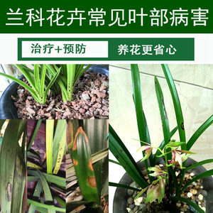 兰花黑斑病炭疽病白绢病专用药蝴蝶兰君子兰专治病害常用药杀菌剂