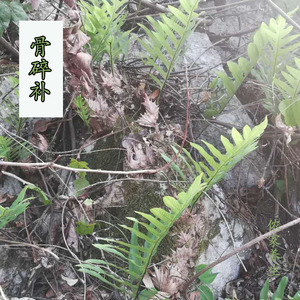 706人付款淘宝包邮野生骨碎补500克毛姜肉碎骨石岩姜石碎补崖姜猴姜