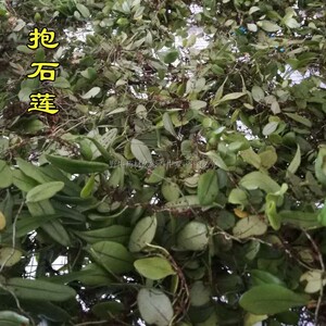 侬野生新鲜抱石莲瓜草金 瓜子藤 金龟藤 抱石连5斤包邮