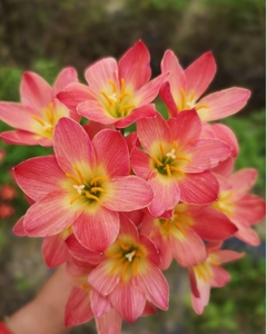 风雨兰新加坡的骄傲