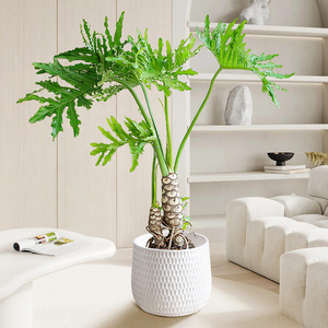 龙鳞春羽老桩植物 大型室内盆栽一物一拍北欧客厅好养活网红绿植