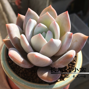 嫦娥 多肉植物种子 有溏心糖心概率  杂交复制新手推荐类似雪天使