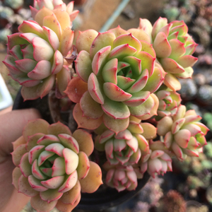 红化妆艾格尼丝玫瑰绿乐植多肉精品,造型老桩