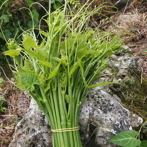 瓜嫩尖龙须菜应季蔬菜佛手瓜藤尖清炒洋瓜尖扶手瓜颠笔墨纸砚_8717