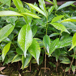 自育正品白木沉香树苗种子海南沉土沉香越南沉香苗药材苗庭院盆栽