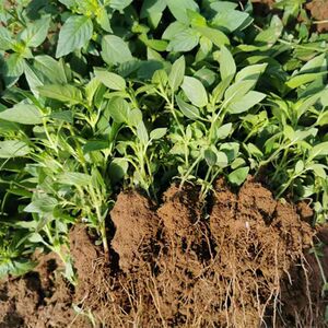 大叶荆芥苗带原土发货河南特产盆栽50棵新鲜食用现发荆芥菜秧苗子