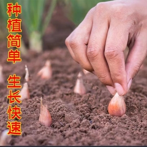 花辰夕家居专营店天猫红根小香葱种子红葱头小香葱