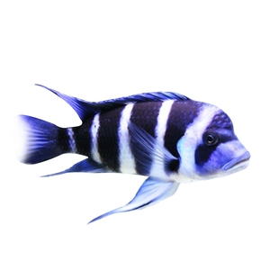 进口萨伊蓝活体大型观赏鱼三湖慈鲷坦鲷马鲷皇冠伊巴卡布隆迪六间