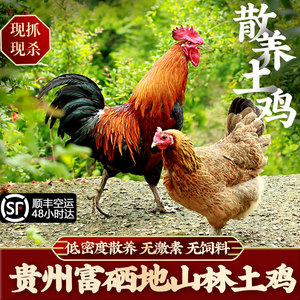 00h458585142淘宝贵州农家散养土鸡正宗乌羽走地老母鸡1年以上炖