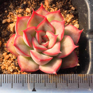 猎户座一物一拍多肉植物迷你蜜桃猎户座控养清晟园艺满38包邮