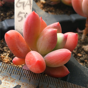 青星美人苹果美人多肉植物一物一拍小桩迷你清晟园艺