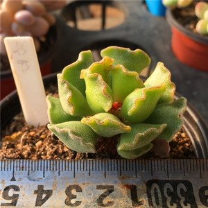 神想曲神响曲多肉植物水泡一物一拍迷你精养4月末更新清晟园艺