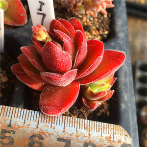 焰芒多肉植物一物一拍稀有清晟园艺精养实拍满包邮2月末更新