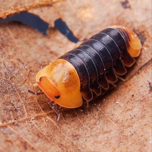 白鸭鸭仔鼠妇鸭崽pandakingc属潮虫宠物1组10只卷壳虫苗子/压成