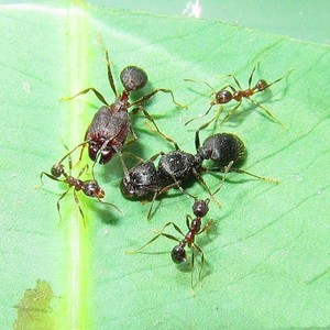 伊大头蚁pheidole yeensis活体蚂蚁凶猛好斗社会性强团结适合新手