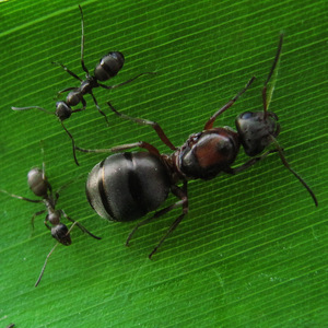 倔穴蚁 沙林蚁 奴隶蚁 繁殖快好养 成熟群落几万只 新手适合 有货
