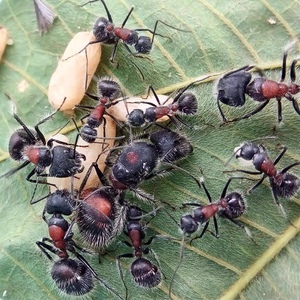 香斑弓背蚁 大型弓背蚁 宠物蚂蚁活体 有体香 蚂蚁工坊 摄影教学