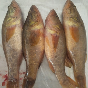 东北老头鱼特大号老头鱼速冻山胖头7-9条/斤 四斤装顺丰包邮