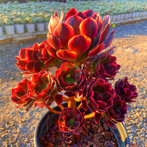 多肉植物超大盆欧佳丽多头带杆老桩 稀少贵货精品盆栽净化空气