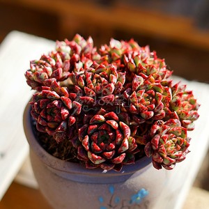 多肉植物 血燕群回声带血斑品相无敌高颜值精品状态吸甲醛防辐射