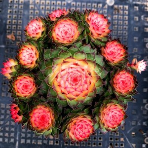 多肉植物 七彩观音莲群生 易爆盆栽好发货稀少品种防辐射花卉