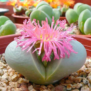 多肉植物【金铃】石头花 pp花 生石花迷你奇趣植物 绿植花卉 盆