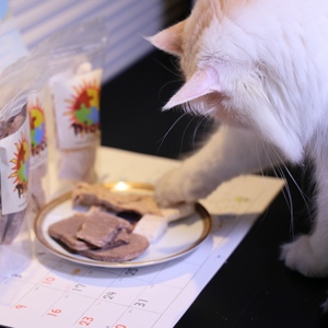 日本制造营养猫狗零食 好吃到咬人piece 冻干 花鲶鱼合鸭和牛马肉