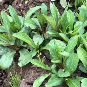 扬州新鲜马兰头时令野菜野马兰头凉拌食用红梗马兰头马兰头根种