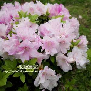 000人付款淘宝花园灌木东洋杜鹃蓝樱,小青莲,白鸳鸯锦开花盆栽苗庭院