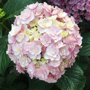 【湖滨园艺】宝山 日本新品大花重瓣绣球 阳台庭院花卉露台盆栽苗