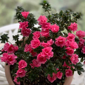 【湖滨园艺】四季玫瑰 重瓣东洋杜鹃 花园阳台露台开花灌木花期长