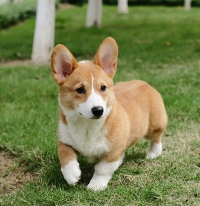 纯种柯基幼犬活物威尔士两色三色小短腿活体柯基幼崽家养宠物狗狗