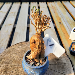 多肉植物冰花块根图上有大小一物一拍带原盆土发货吸甲醛防辐射0