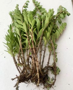 垂盆草 野生新鲜食用养肝护肝解毒茶种植物苗 可盆栽可食用