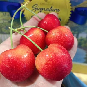 现货秒发美国金车雷尼尔2斤装金车厘子新鲜水果黄金樱桃顺丰包邮