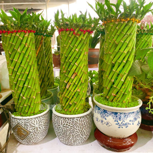 富贵塔竹节节高步步高开运转运竹水培室内盆栽植物花卉防辐射竹子