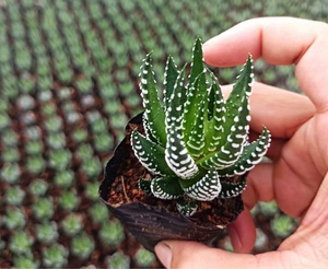鹰爪十二卷多肉植物趣味阳台绿植满28元包邮