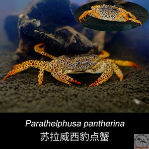 苏拉威西豹点束腹蟹苏豹印尼芝麻蟹热带淡水螃蟹深水宠物溪蟹包邮