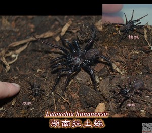 活门蜘蛛